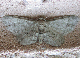 Texas Gray 